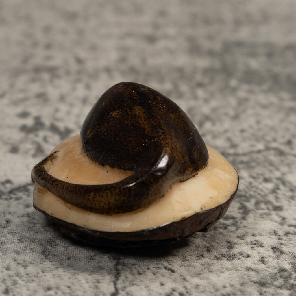 Brown Ocean Stingray Tagua Carving