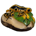 Gold And Black Poison Dart Frog Tagua Carving
