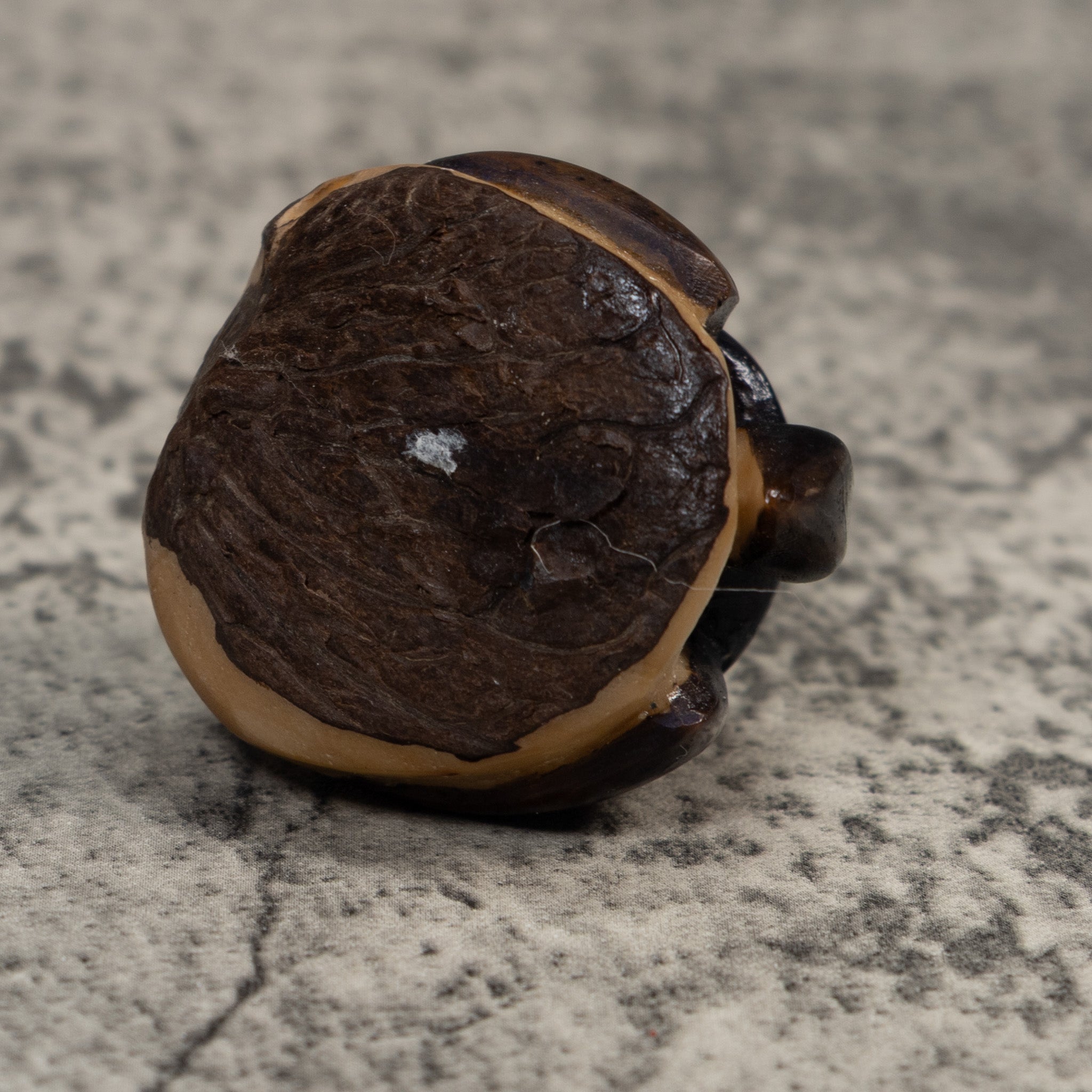 Vintage Black Turtle Tagua Carving