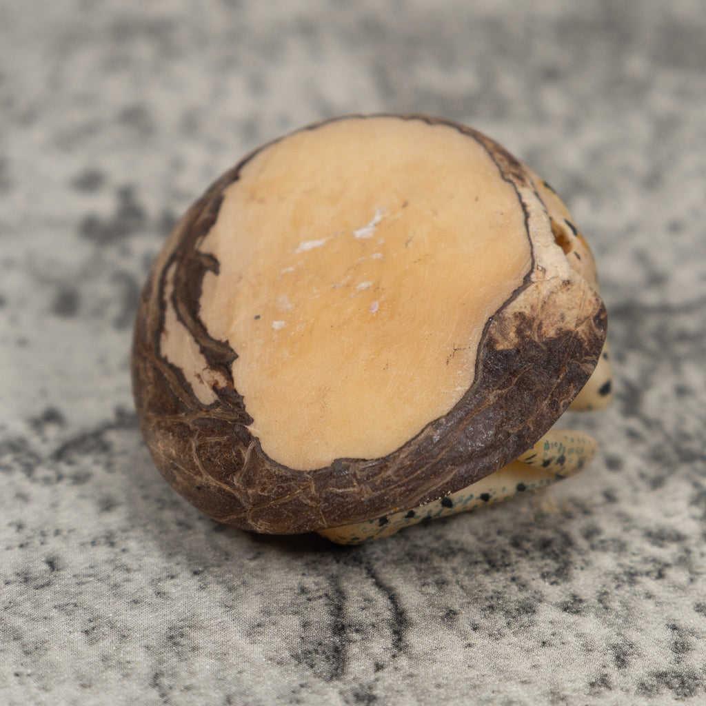 Unusual Frog Tagua Carving
