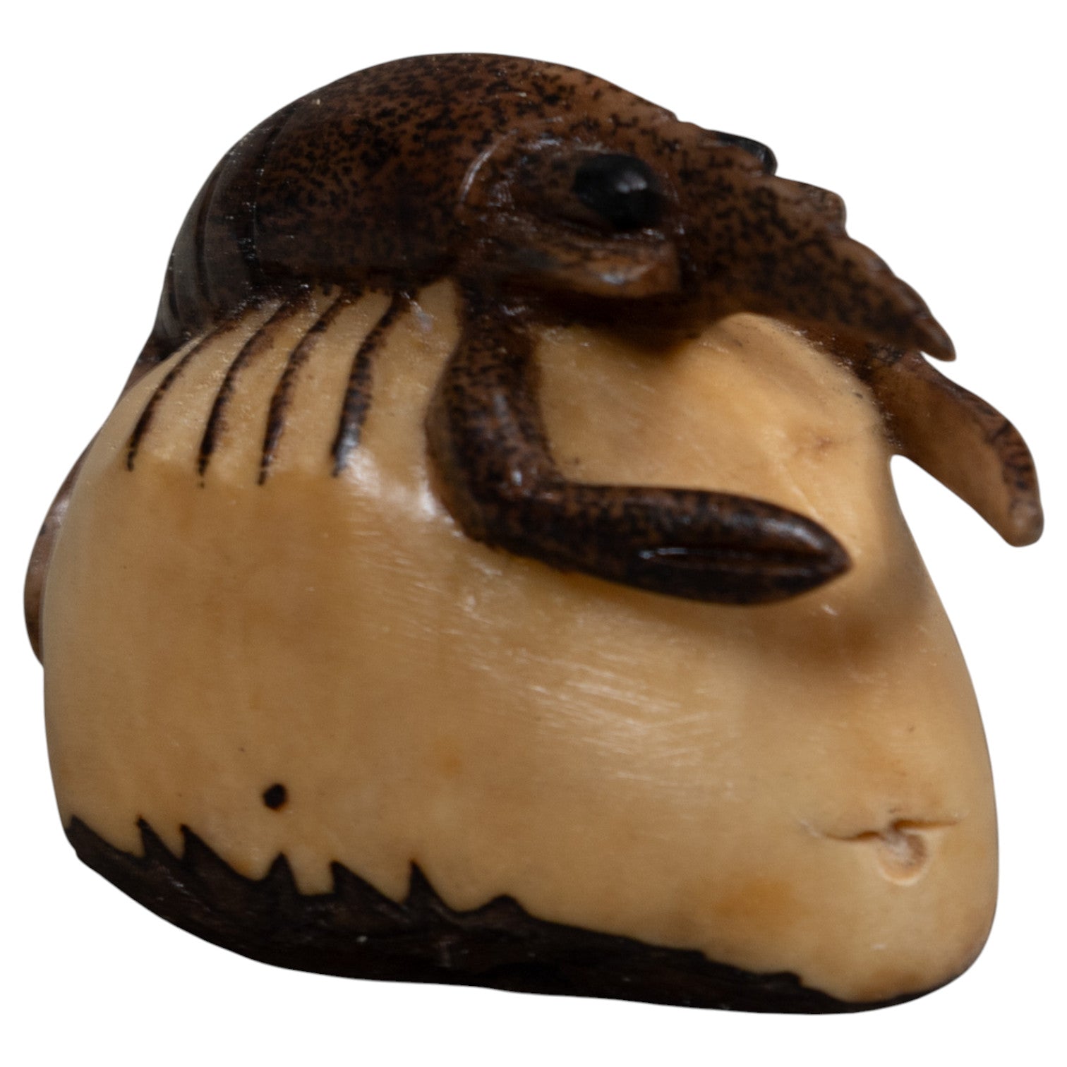 Brown Ocean Shrimp Tagua Carving