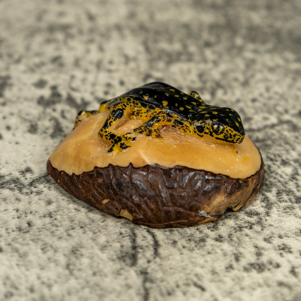 Vintage Black And Gold Rainforest Frog Tagua Carving