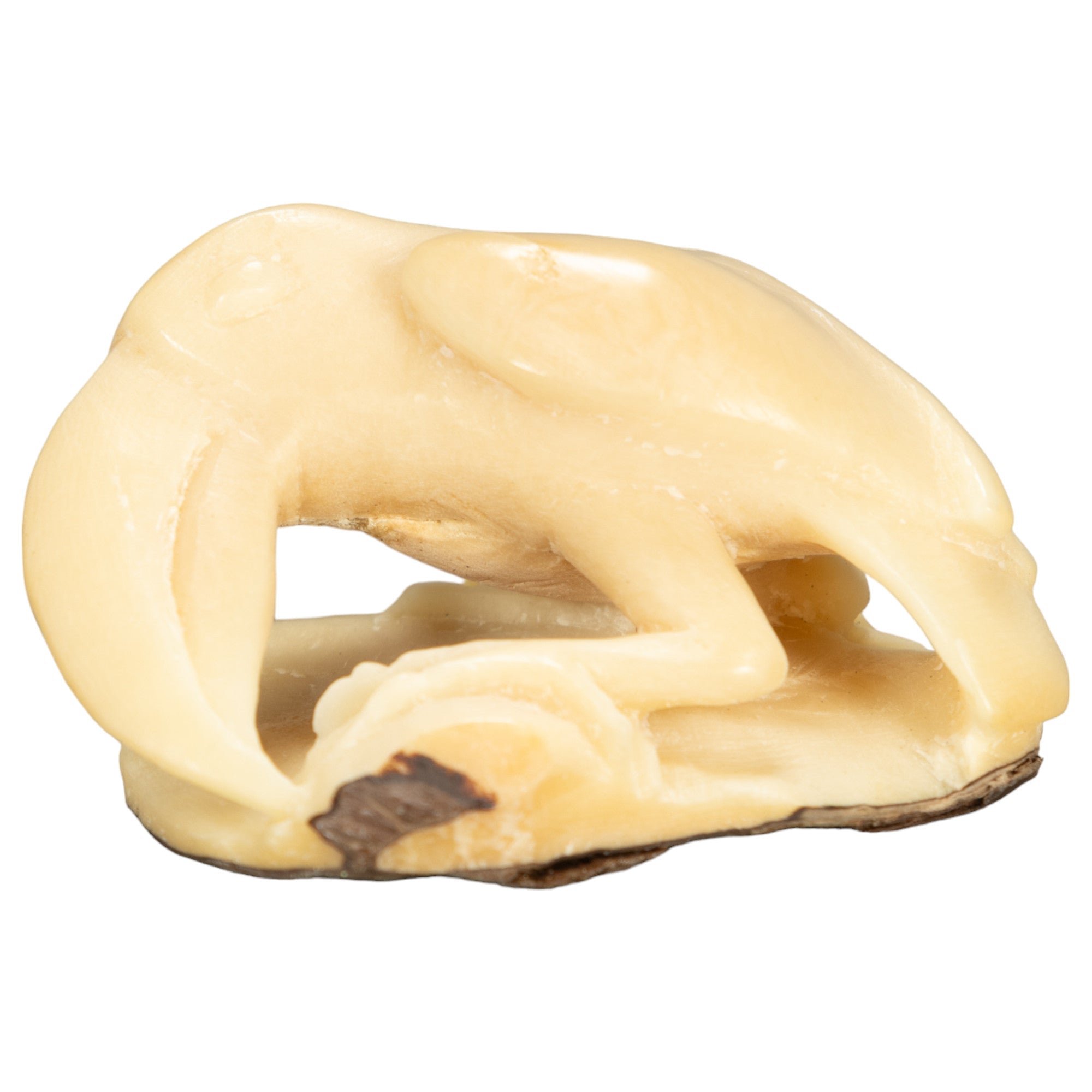 White Toucan Parrot Bird Tagua Nut Carving