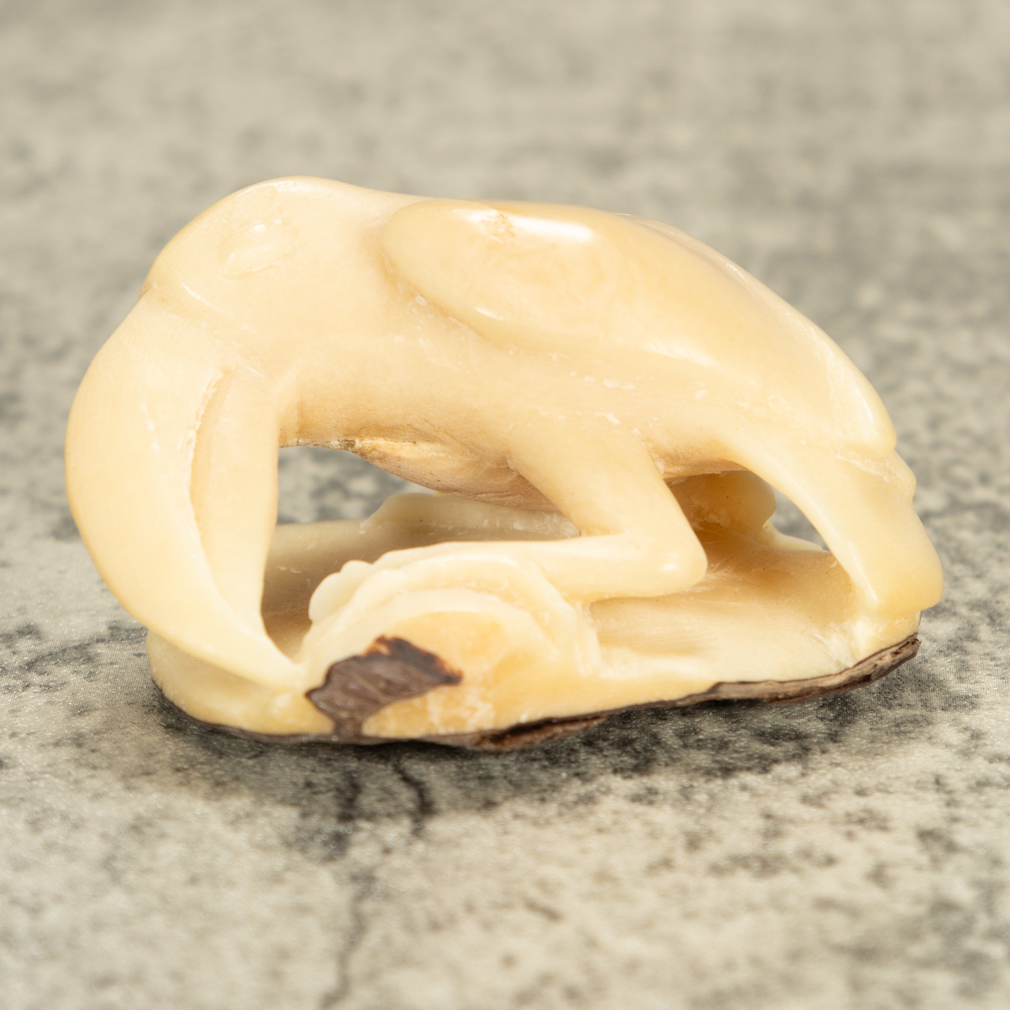 White Toucan Parrot Bird Tagua Nut Carving