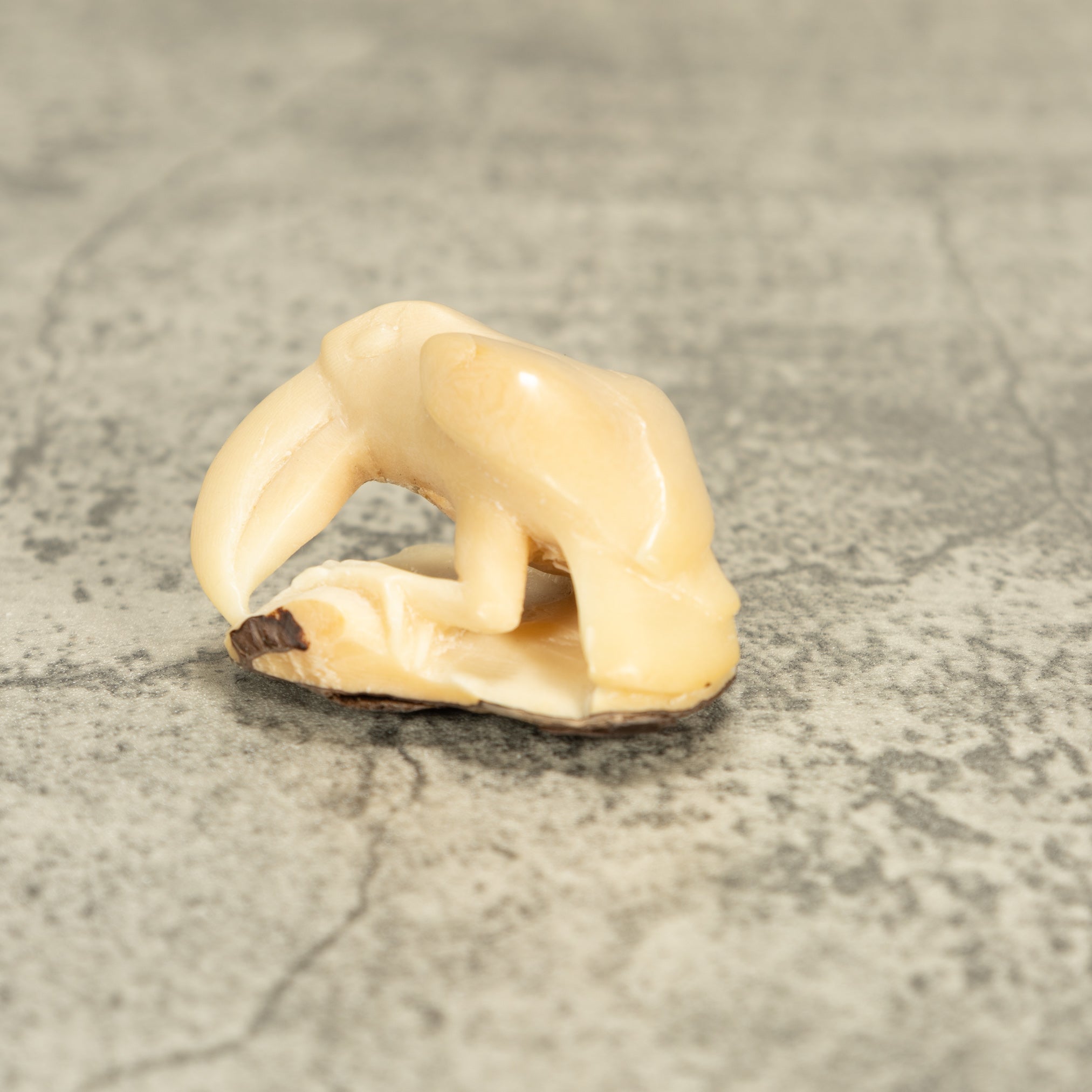 White Toucan Parrot Bird Tagua Nut Carving