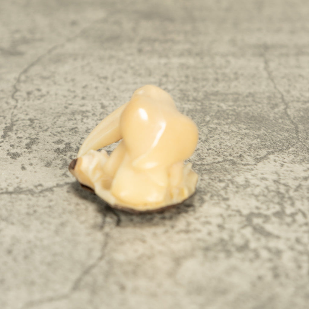 White Toucan Parrot Bird Tagua Nut Carving