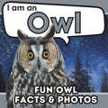 I am an Owl: A Children's Book with Fun and Educational Animal Facts with Real Photos! - Paperback