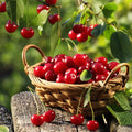 Cherry Overload Fragrance Oil
