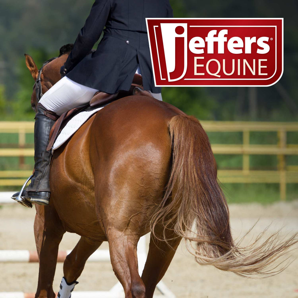 Pre-Sale Jeffers Expression Softmesh Combo Neck Horse Fly Sheet