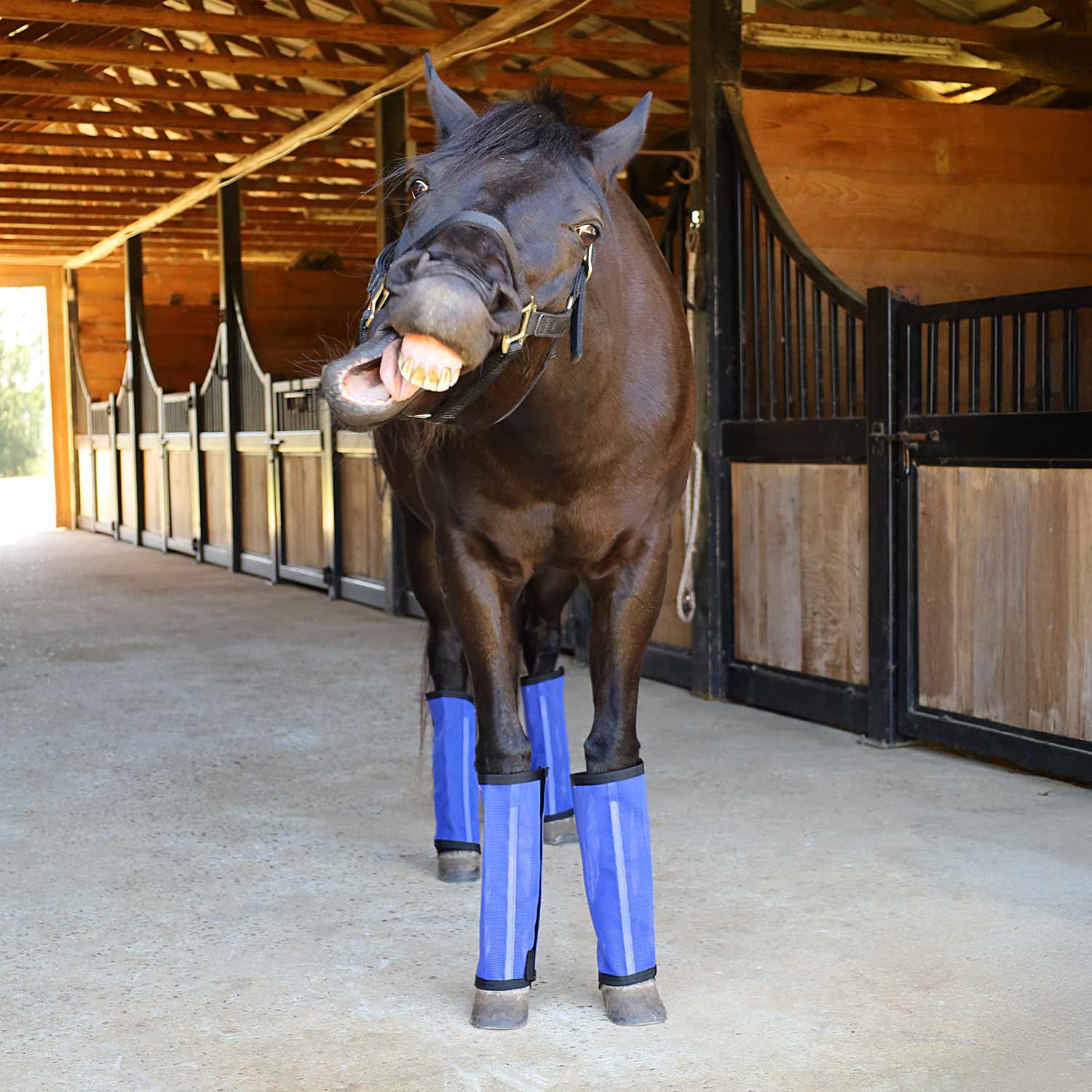 Pre-Sale Jeffers Romper Stomper "Stomp-Free" Fly Boots for Horses, 4 pack